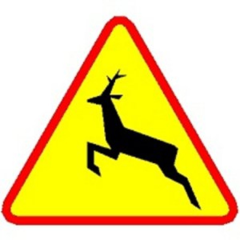 Skodą w łosia