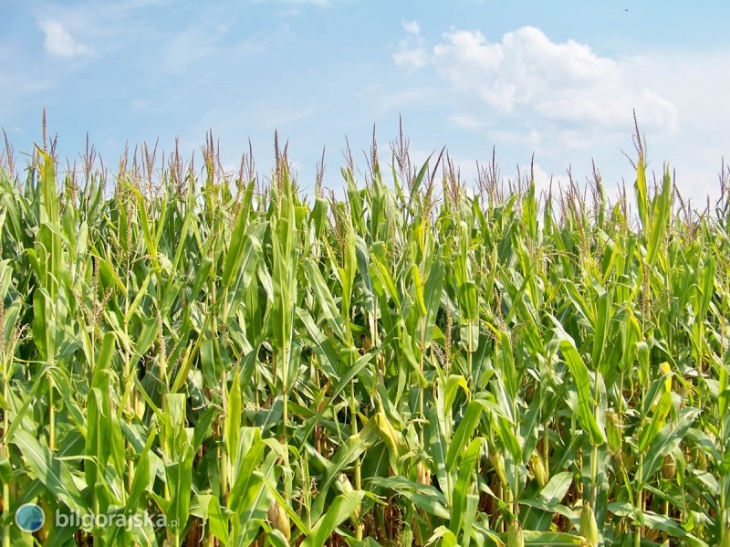 Energia z kukurydzy w Łukowej