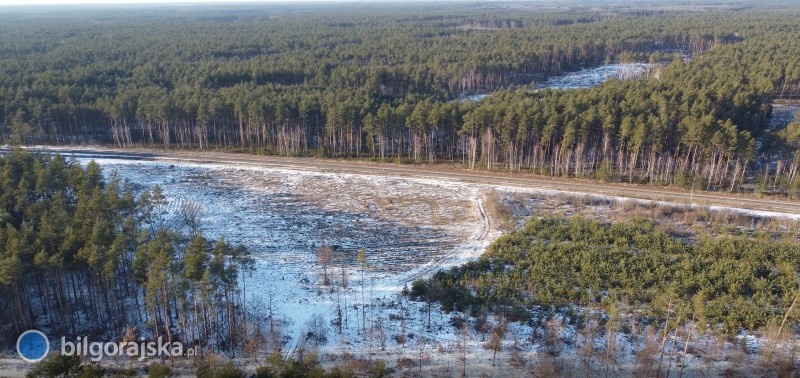 Co dalej z petycją w obronie lasów biłgorajskich?