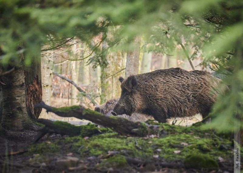 Polowanie w powiecie. 64 dziki do odstrzau