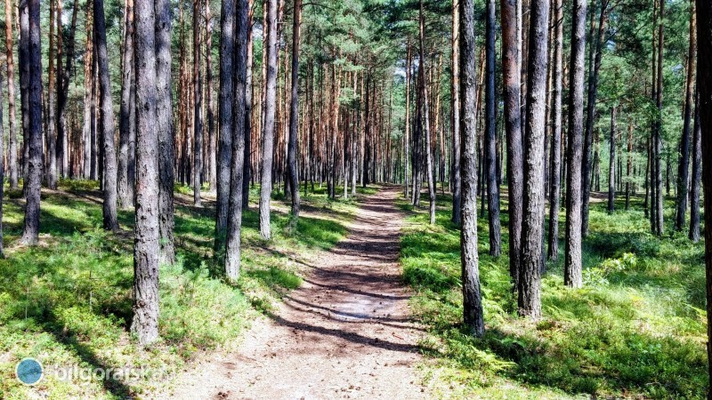 Nadle�nictwo sprzedaje dzia�ki le�ne