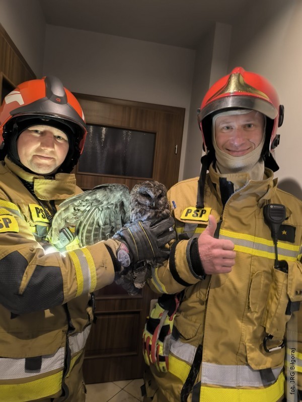 Stra�acy z&nbsp;Bi�goraja uratowali sow�