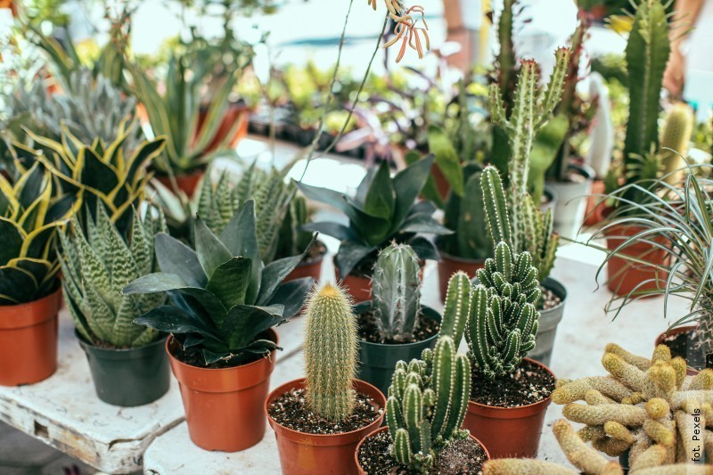 Wielkie Targi Ro�lin ju� wkr�tce w&nbsp;Bi�goraju