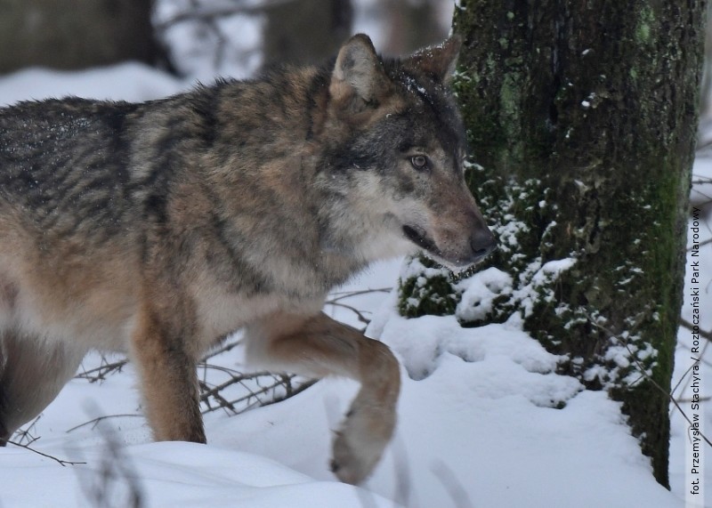 42-latek z powiatu oskarony o zastrzelenie wilka z Roztoczaskiego Parku Narodowego