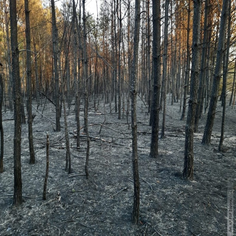 Spłonęły 3 hektary lasu i 2 hektary nieużytków