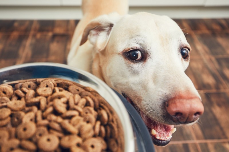 Jaka jest najzdrowsza karma dla psa alergika?