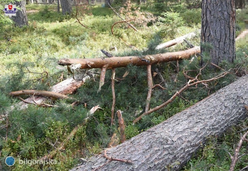 Śmiertelny wypadek podczas wycinki drzew
