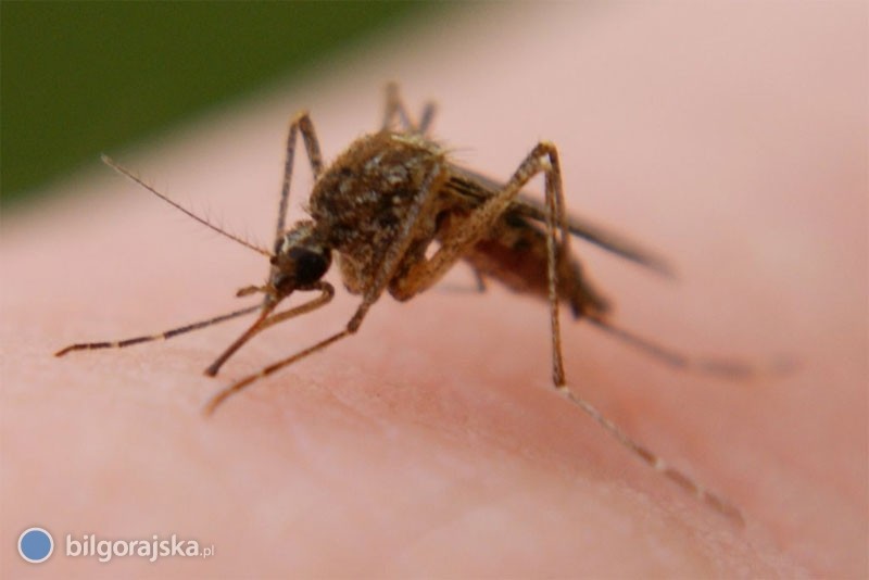 Plaga komarów atakuje!