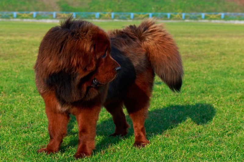 Czy mastif tybetaski to grony pies?