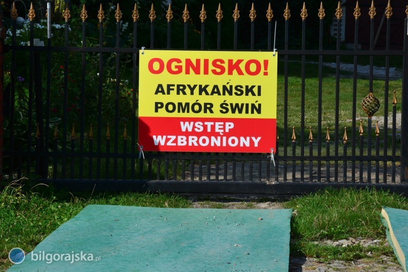 Pierwsze w&nbsp;tym roku ognisko ASF w&nbsp;powiecie bi�gorajskim