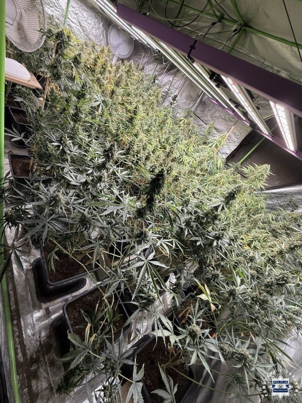 Wielka plantacja marihuany na terenie gminy Bi�goraj