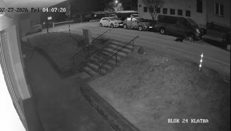 Psy zniszczy�y samoch�d w&nbsp;Bi�goraju. Trwa poszukiwanie w�a�cicieli