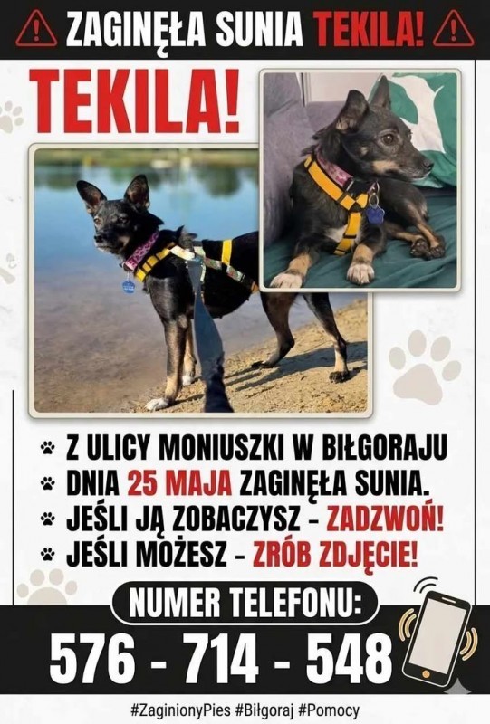 Trwaj� poszukiwania Tekili. Zwierz� zagin�o w&nbsp;Bi�goraju