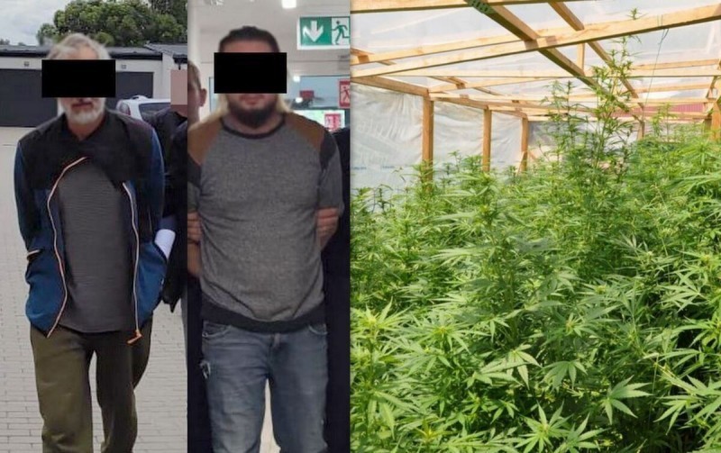 Policja rozbi�a narkotykowy biznes. Zabezpieczono blisko 300 krzew�w konopi