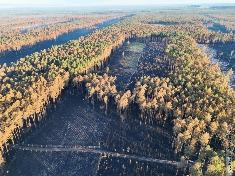 Plan leśników na odbudowę Puszczy Solskiej