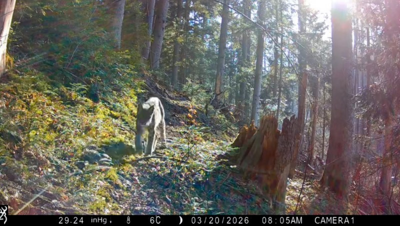 Ryś nagrany w lasach Roztocza